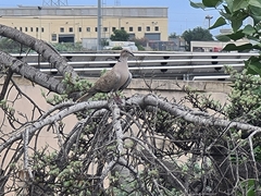 Streptopelia decaocto