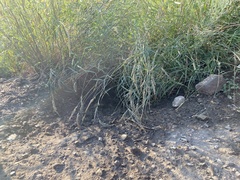 Marmota