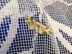 Eupithecia linariata