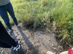 Marmota