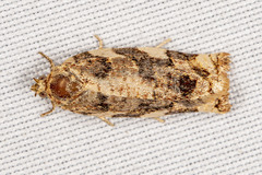 Archips mortuana