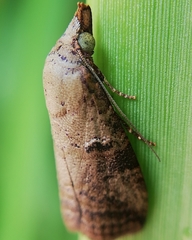 Lepidoptera