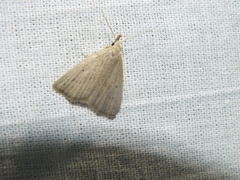 Macrochilo cribrumalis