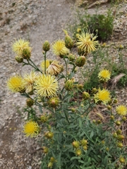 Centaurea salonitana