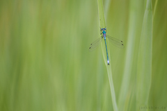 Lestes dryas
