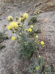 Centaurea salonitana