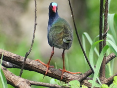 Porphyrio alleni