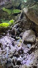 Mesobuthus bogdoensis