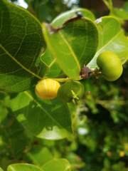 Phyllanthus mariannensis