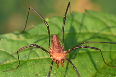 Leiobunum calcar