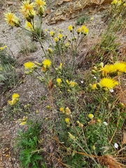 Centaurea salonitana
