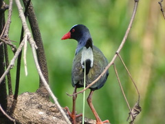 Porphyrio alleni