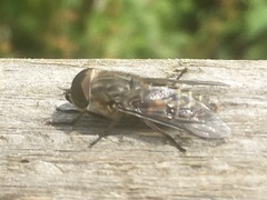 Tabanus bromius