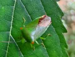 Acanthosoma labiduroides