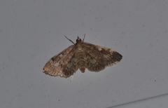 Anania tertialis