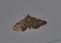Anania tertialis
