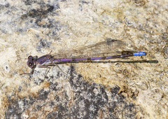 Argia emma