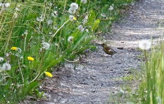 Chloris sinica kawarahiba