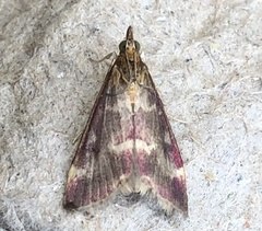 Pyrausta signatalis