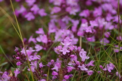 Thymus subarcticus