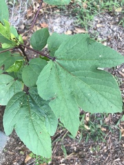 Hibiscus sabdariffa