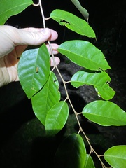 Elaeagnus triflora