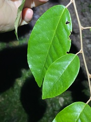 Elaeagnus triflora