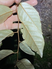 Elaeagnus triflora