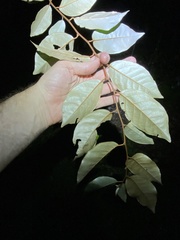 Elaeagnus triflora