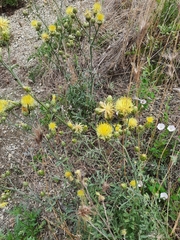 Centaurea salonitana