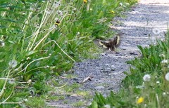 Chloris sinica kawarahiba