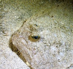 Pseudorhombus arsius