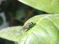 Adoxomyia heminopla