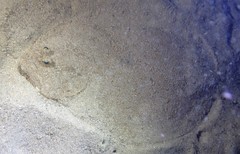 Pseudorhombus arsius