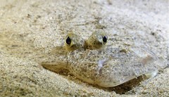 Pseudorhombus arsius