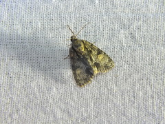 Acronicta strigosa