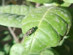 Adoxomyia heminopla