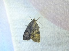 Acronicta strigosa