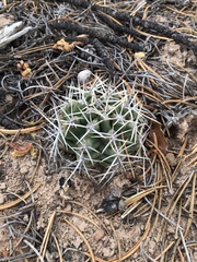 Echinocereus