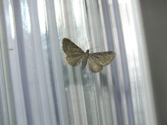 Eupithecia plumbeolata