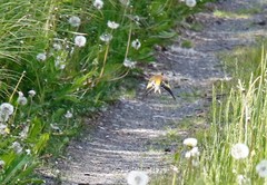 Chloris sinica kawarahiba