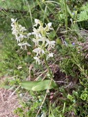 Platanthera chlorantha