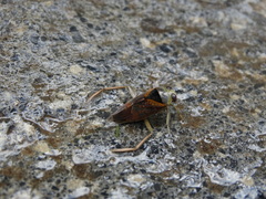 Notonecta maculata