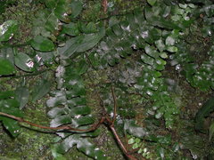 Arthropteris palisotii