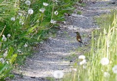 Chloris sinica kawarahiba