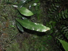 Asplenium griffithianum