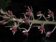 Liparis formosana