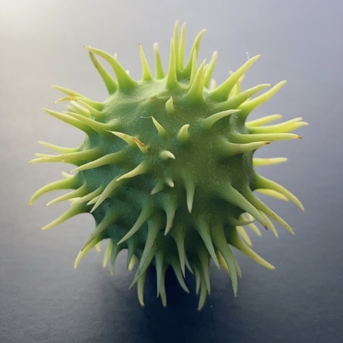 Aesculus hippocastanum iNat (3)