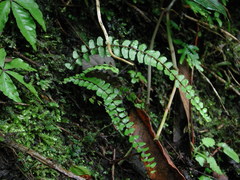 Asplenium tripteropus