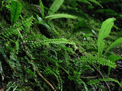 Asplenium tripteropus